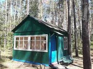 Сокол фото 3
