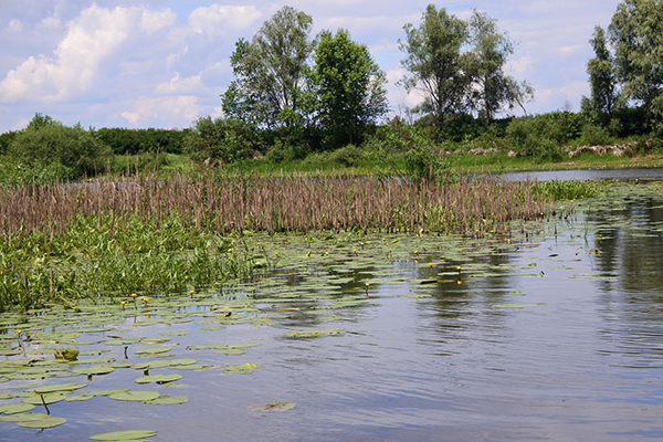 пікнік на природі Київ
