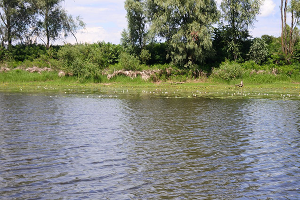 корпоративний відпочинок на природі Київ